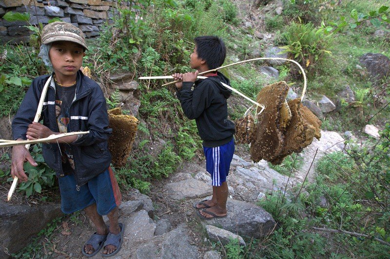Охотники за медом в Гималаях