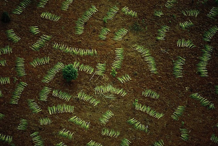 Сушка листьев, Кения