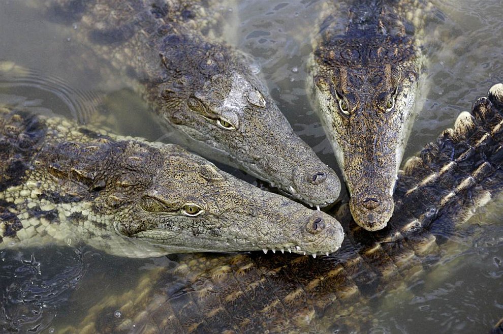 Нильские крокодилы
