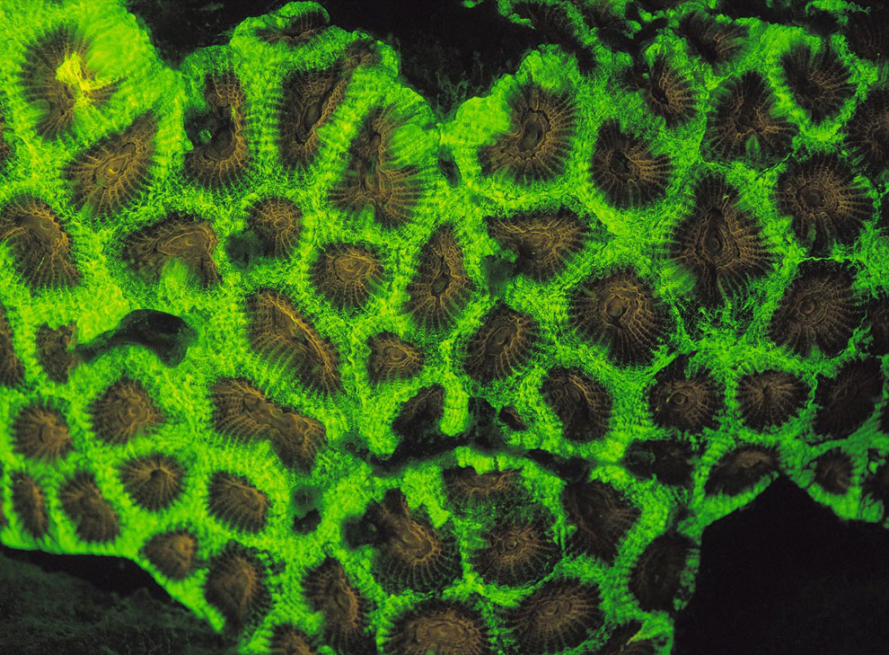 Флуоресцентный зеленый коралл