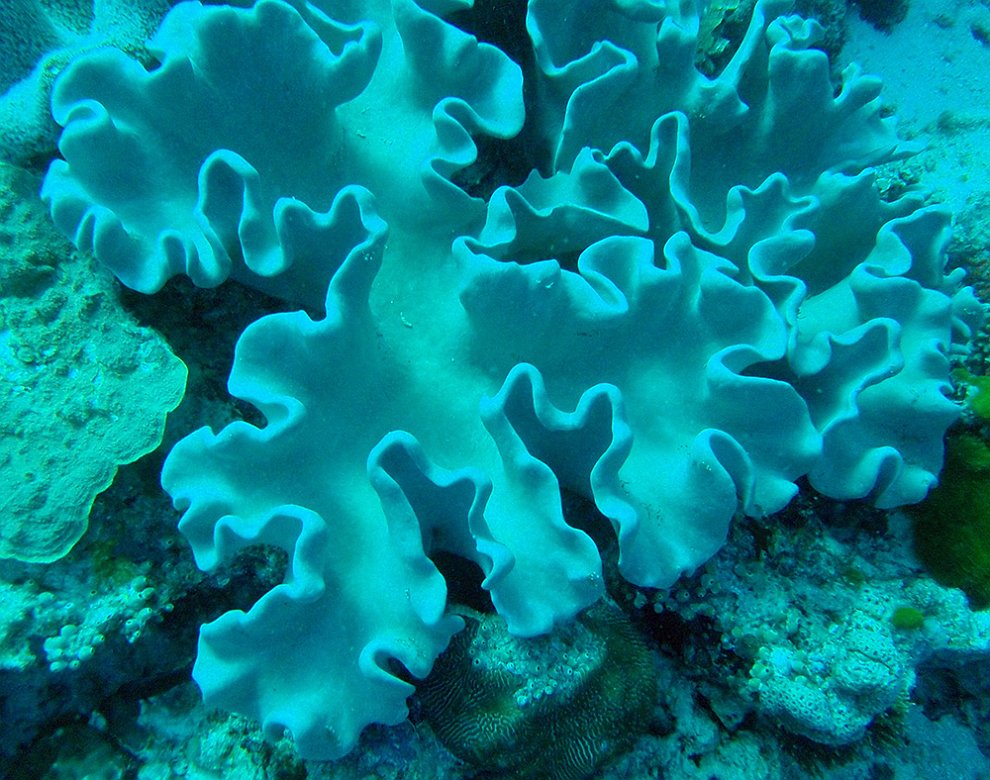 Грибовидный коралл 