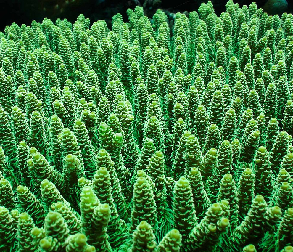 Зеленый коралл acropora tenuis: