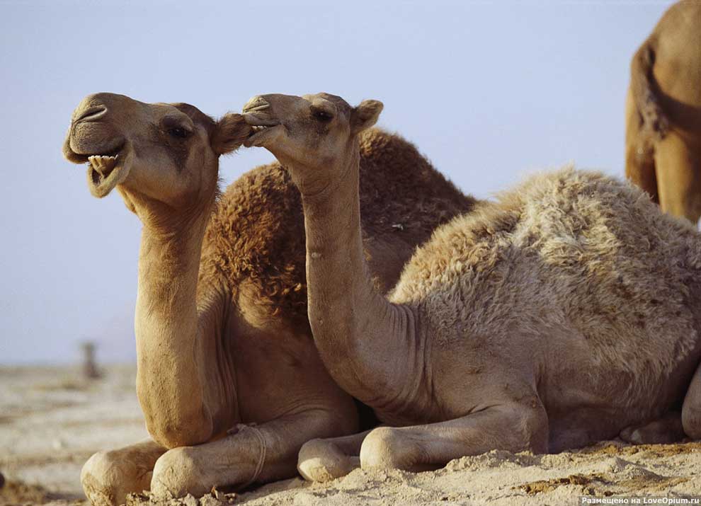 20 интересных фактов о верблюдах