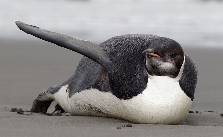 Спасение императорского пингвина-путешественника
