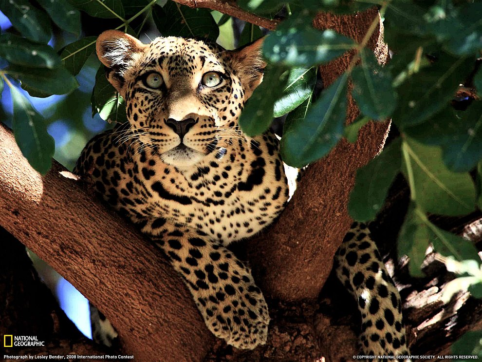 Леопард на дереве, Кения