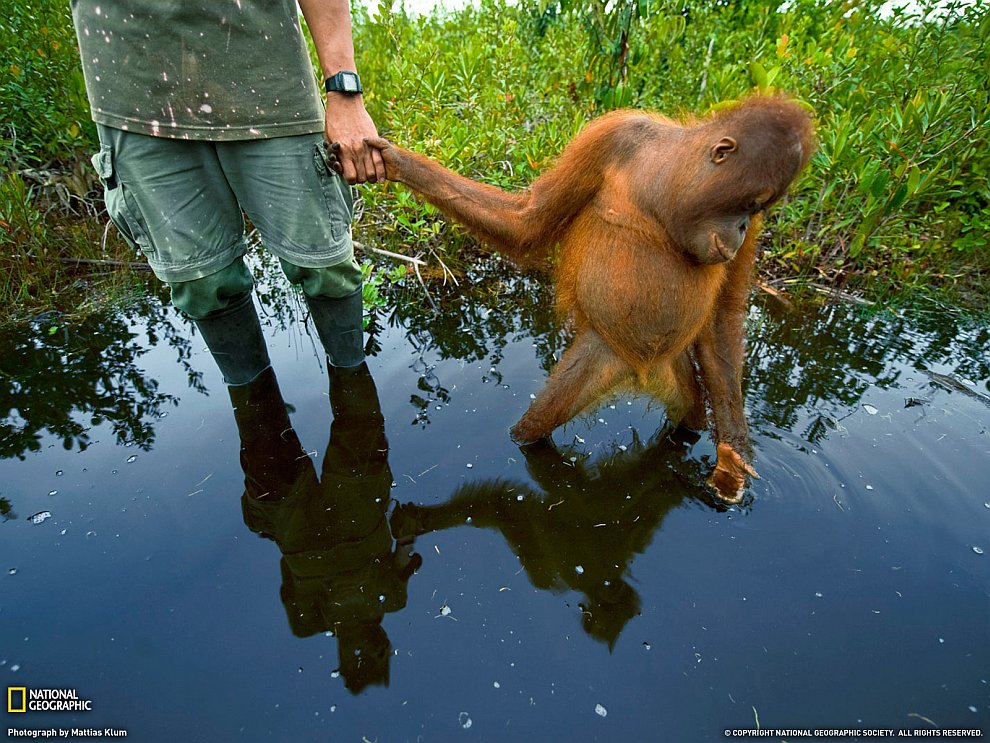 Орангутанги острова Борнео