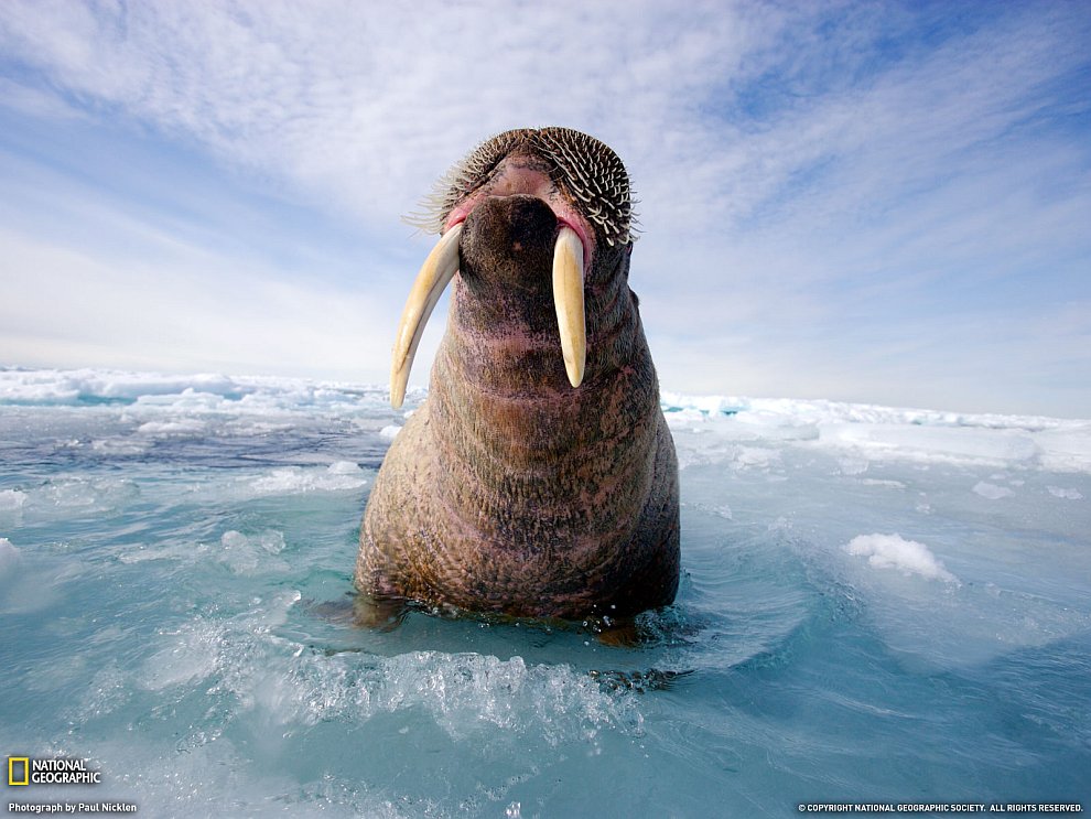 Атлантический морж