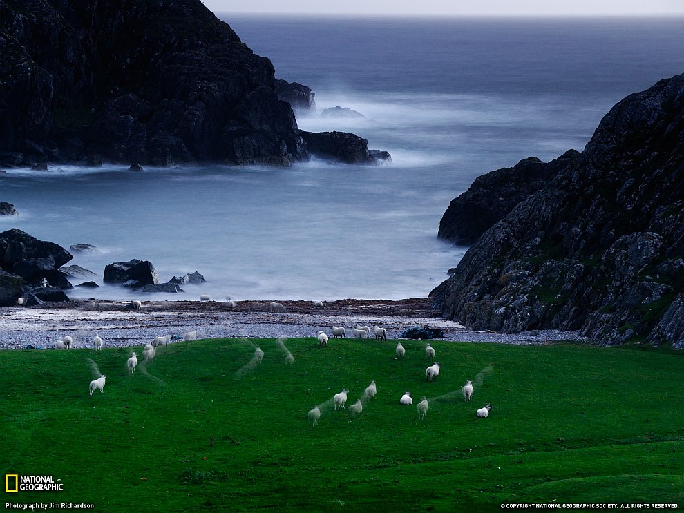 Овцы, Шотландия