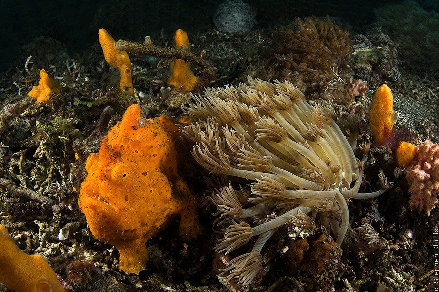 Подводный зоопарк удивительных существ на о. Сулавеси, Индонезия