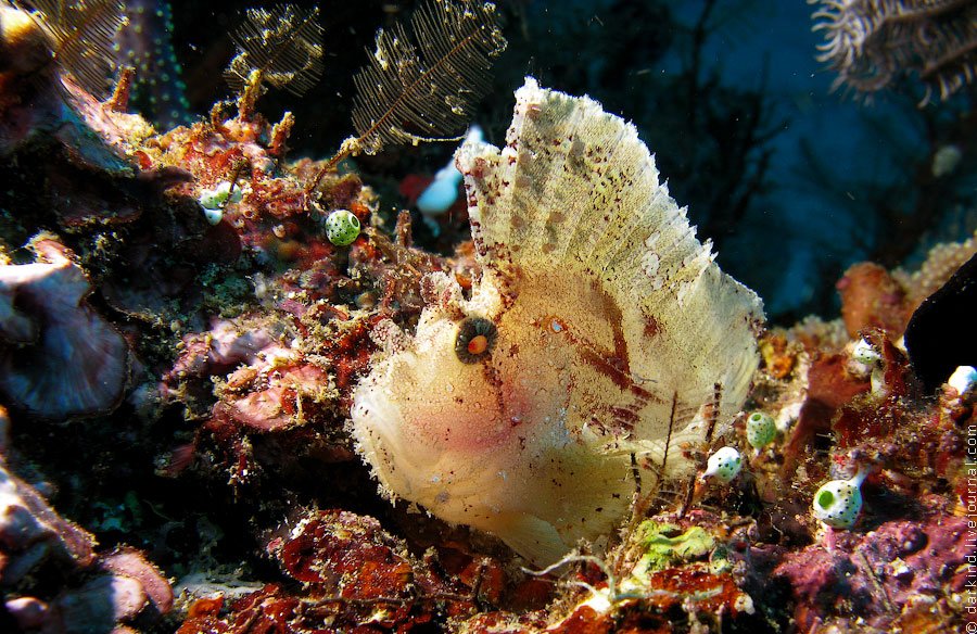 Подводный зоопарк удивительных существ на о. Сулавеси, Индонезия