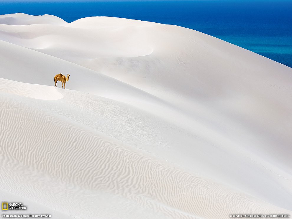 Одинокий верблюд