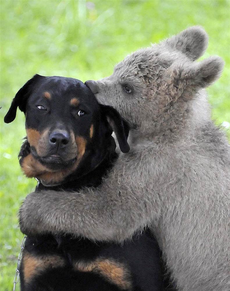Собака и медвежонок