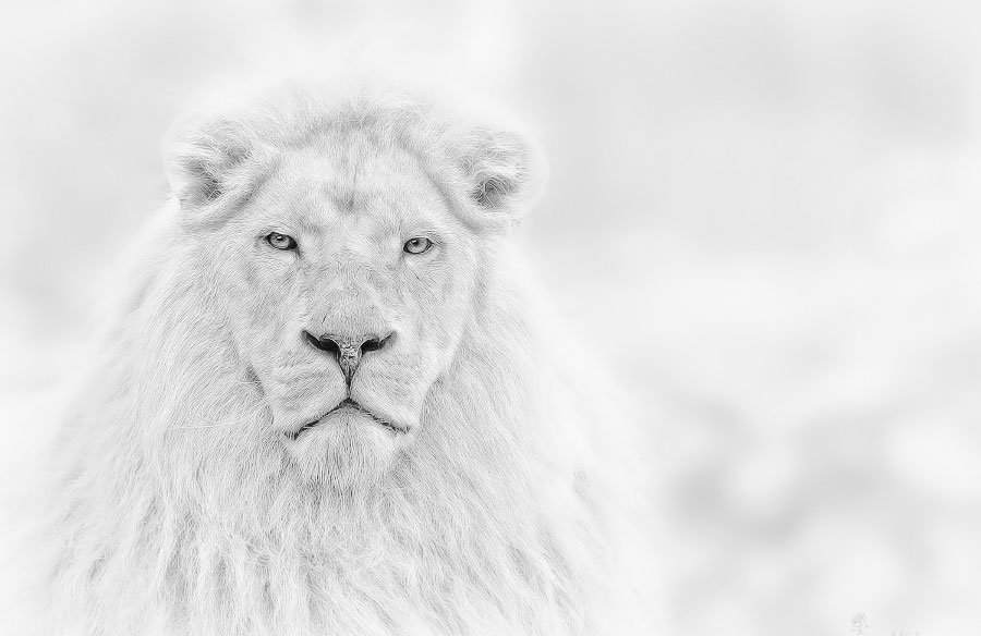 Снежный лев