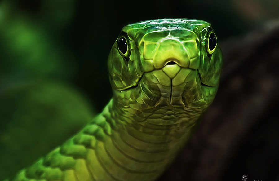 Любопытный змей