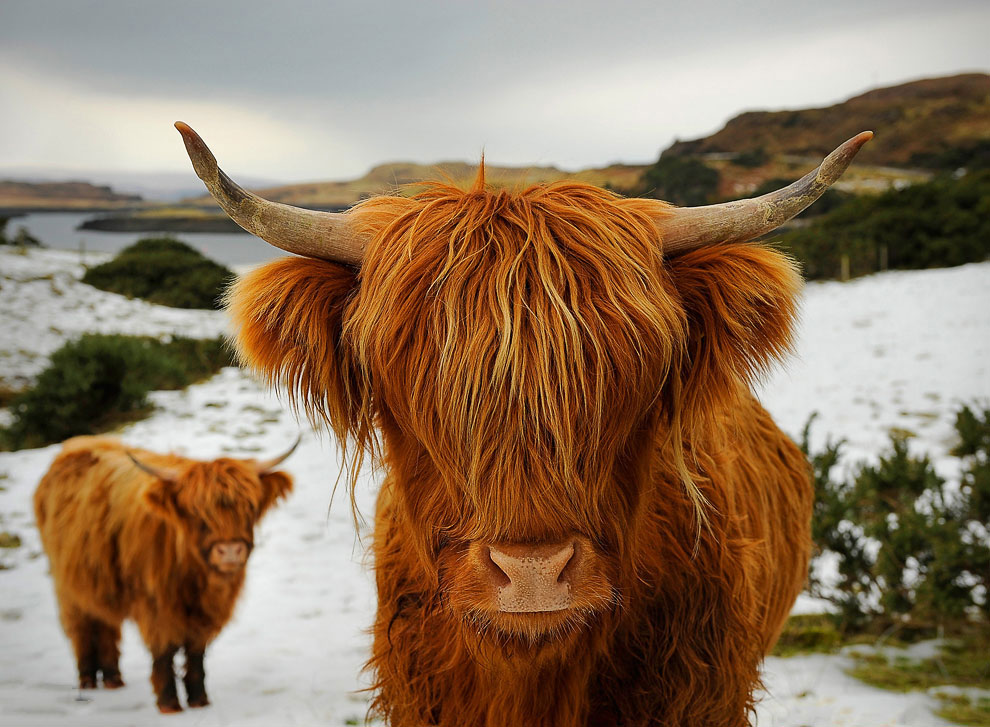 Знакомьтесь: шотландские высокогорные коровы