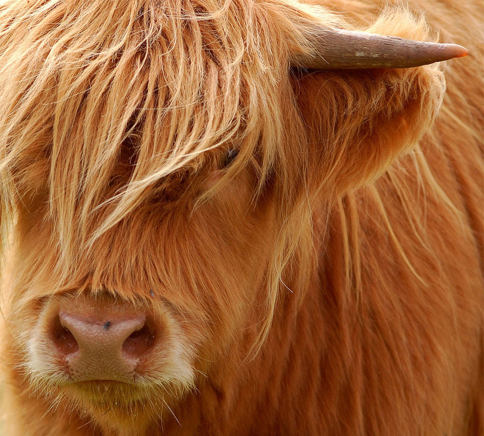 Знакомьтесь: шотландские высокогорные коровы