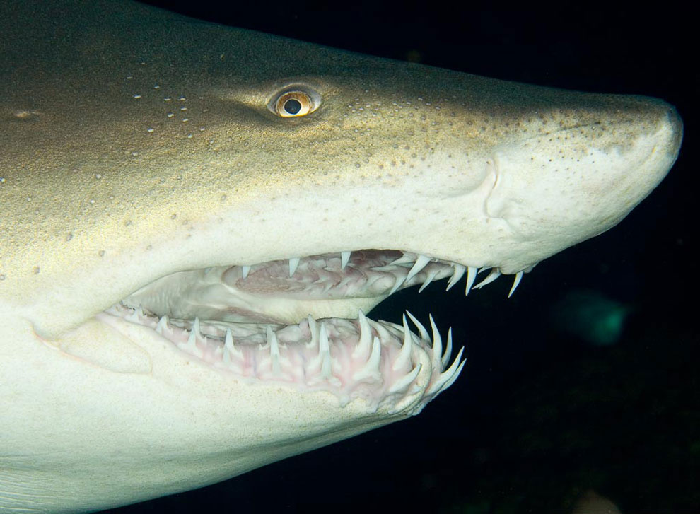 Песчаная тигровая акула