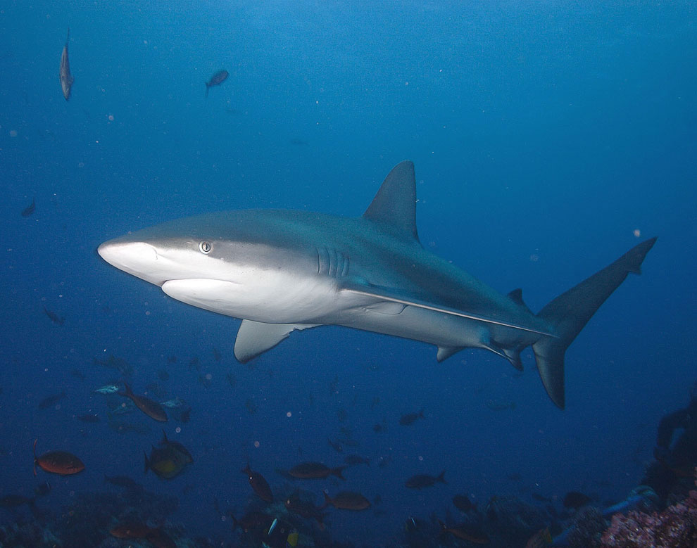 Галапагосская серая рифовая акула