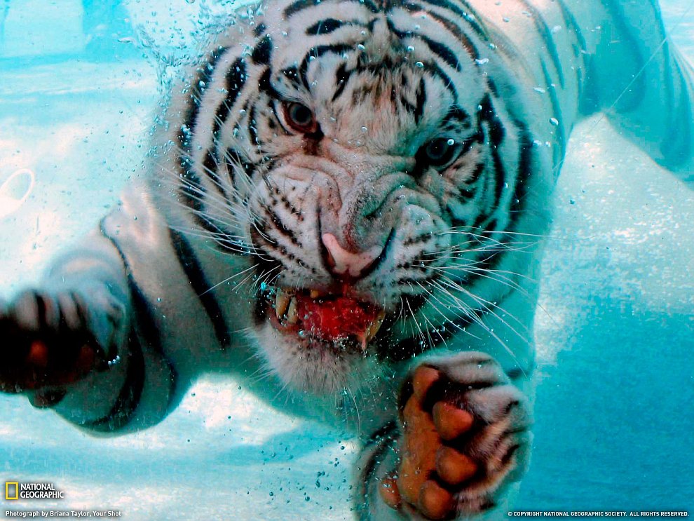 Тигр под водой, Калифорния