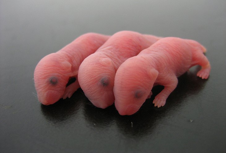 Новорожденные мышата