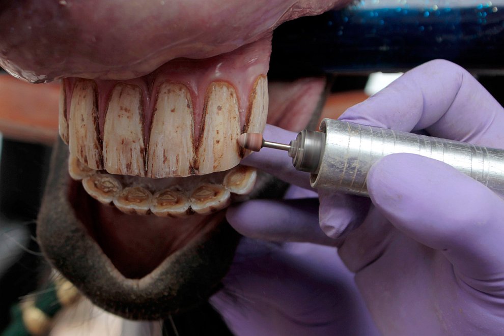 Стоматолог полирует зубы лошади