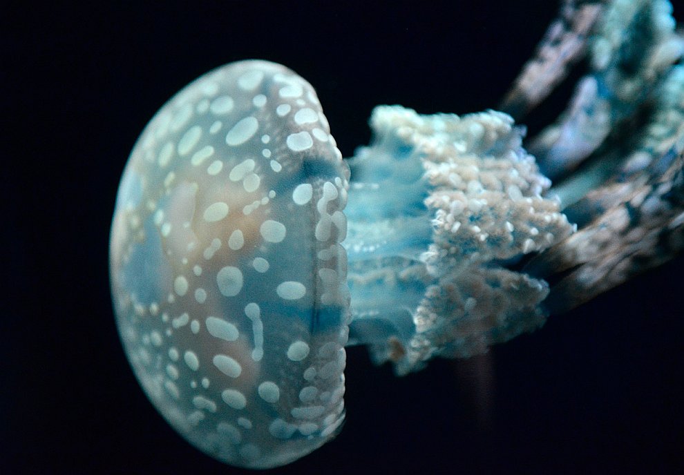 Золотая медуза