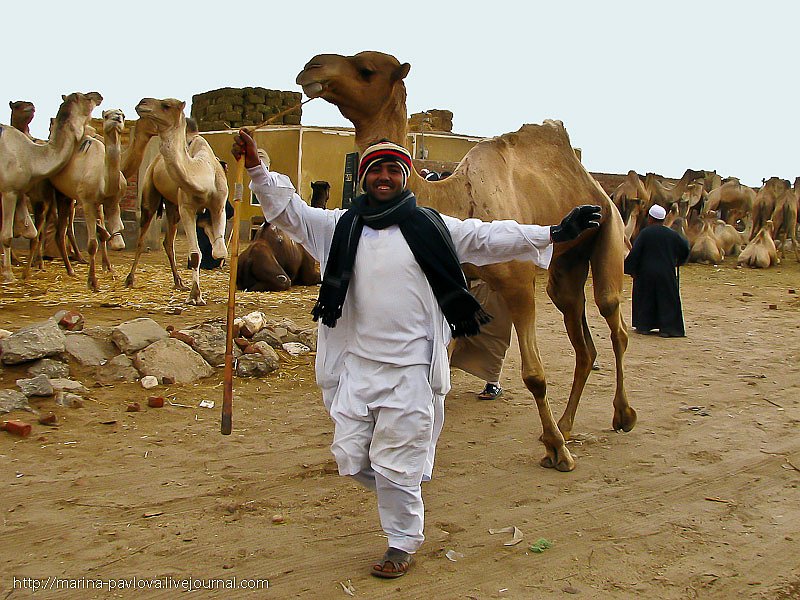 Как продают верблюдов в Северной Африке
