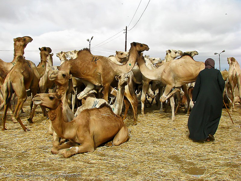 Как продают верблюдов в Северной Африке
