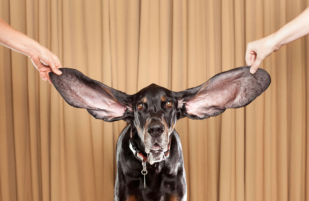 Самые большие собачьи уши