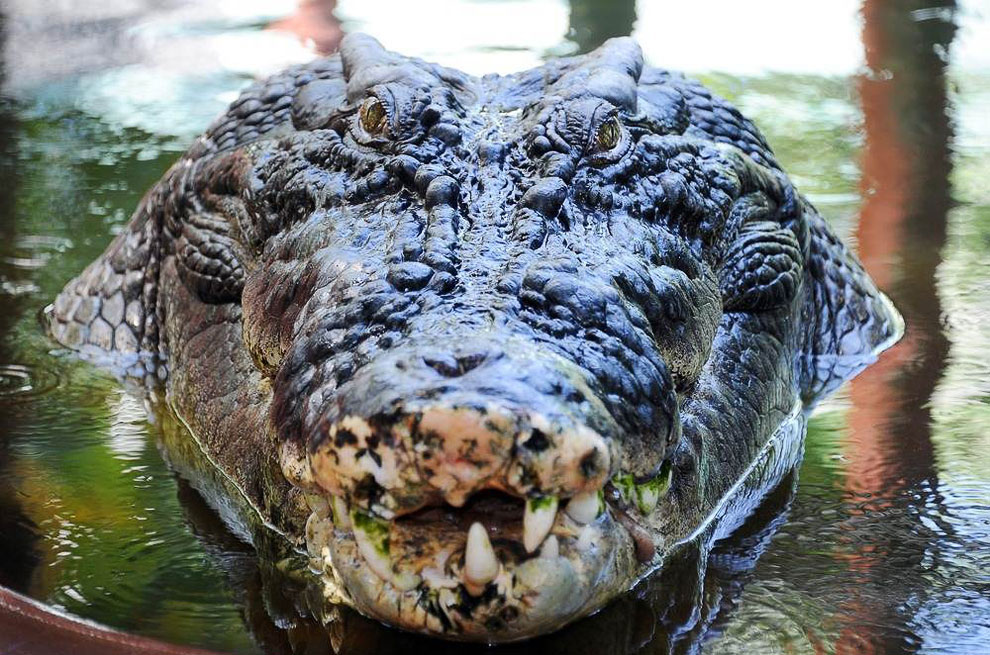 Самый большой крокодил в неволе