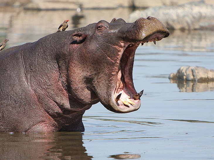 Как бегемот спасал антилопу от крокодила