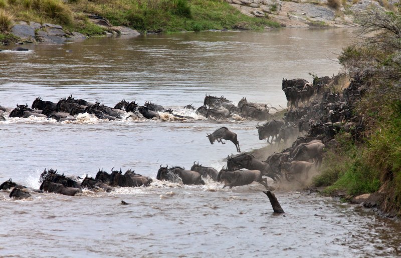 Как бегемот спасал антилопу от крокодила