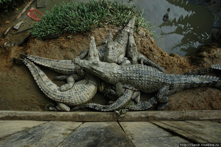 Истории о крокодилах с острова Новая Гвинея