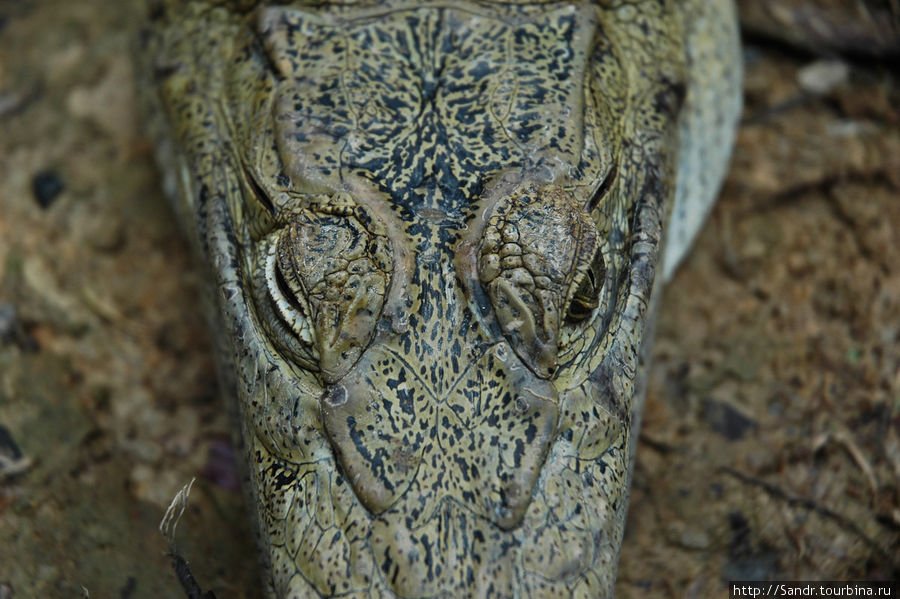 Истории о крокодилах с острова Новая Гвинея