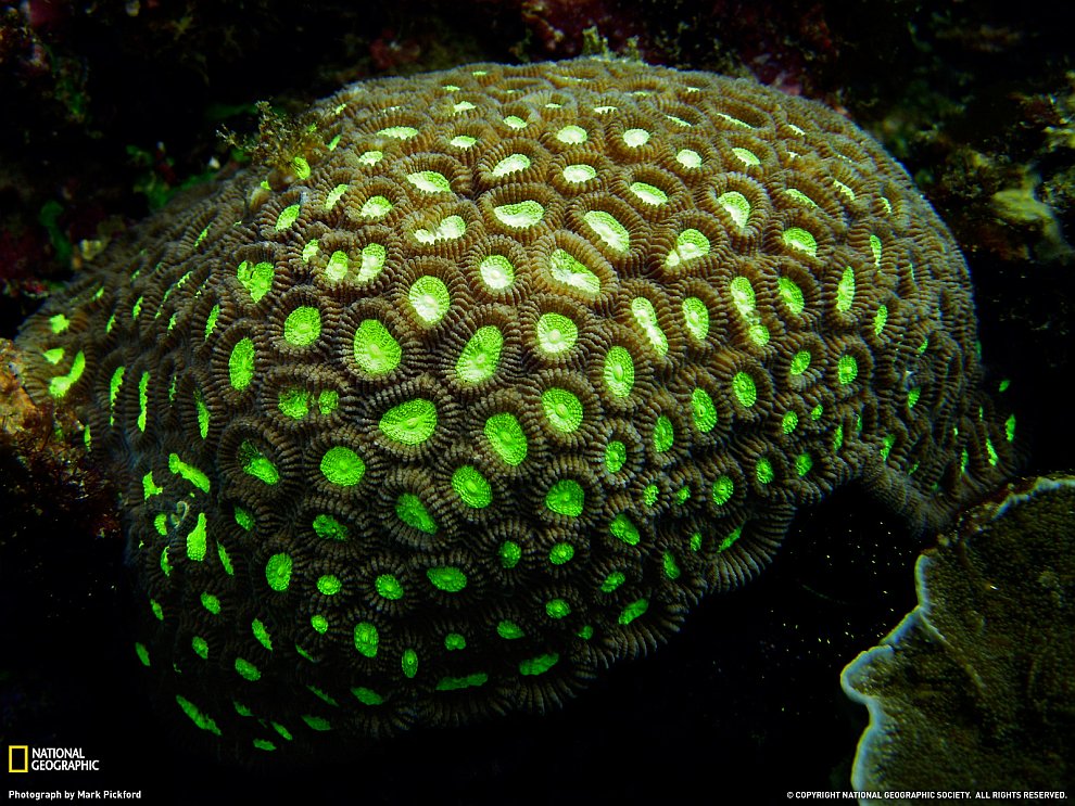 Кораллы в Индонезии