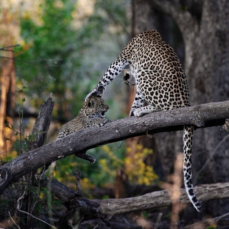 Из жизни леопардов