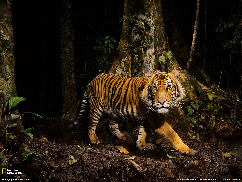 Тигр, Индонезия