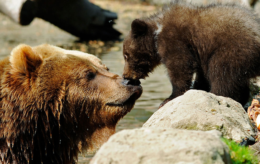 Медвежья любовь