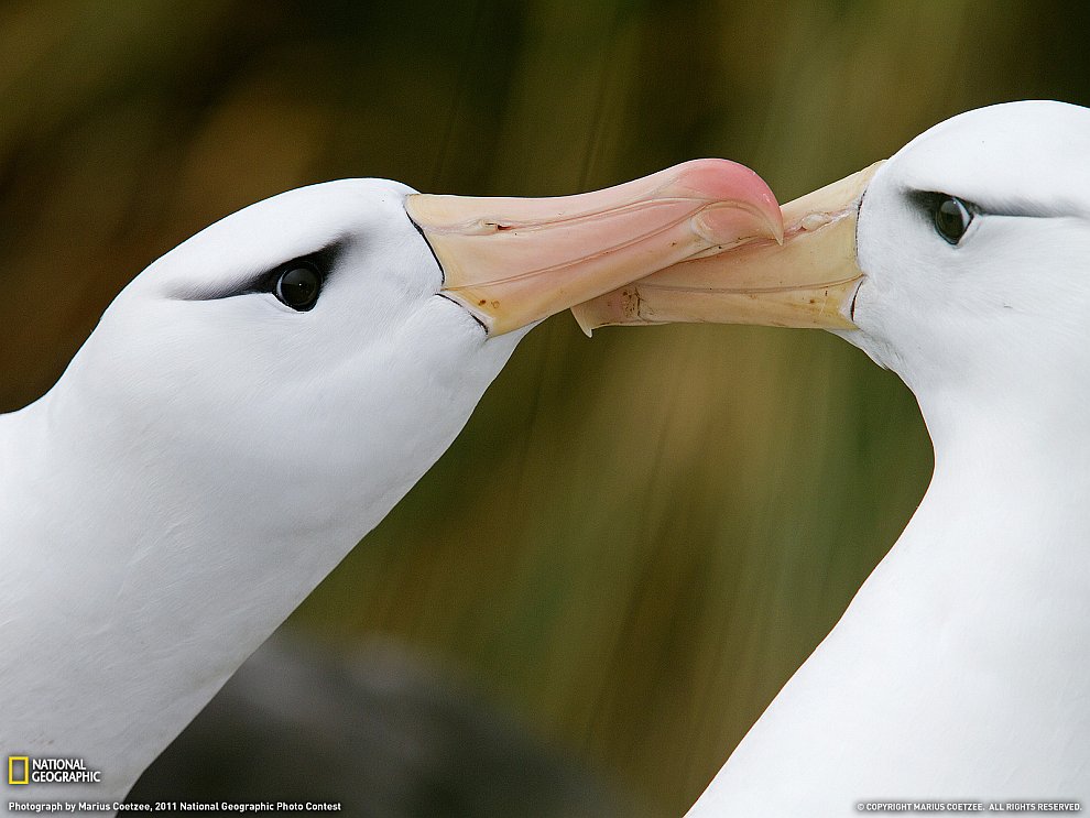 Чернобровые альбатросы, Оклендские острова