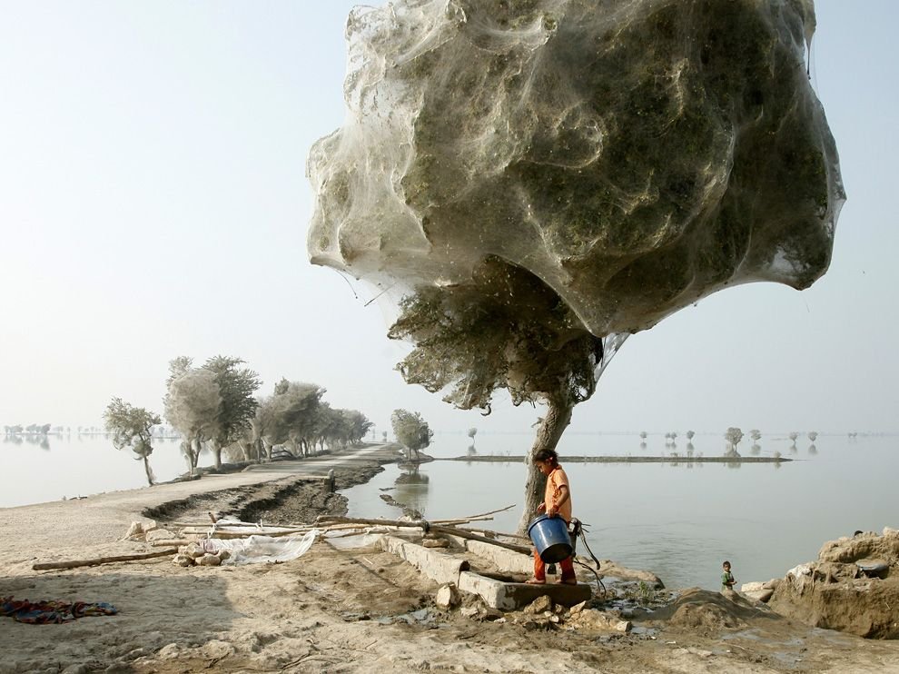 Паутина на деревьях, Пакистан