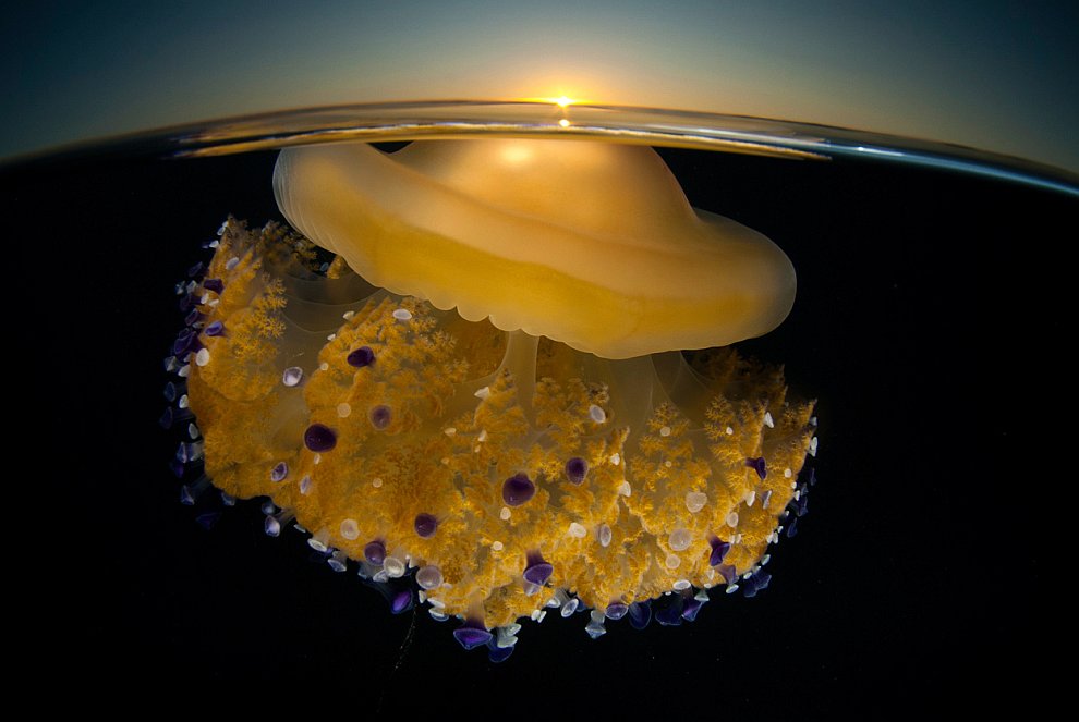 Средиземноморская медуза