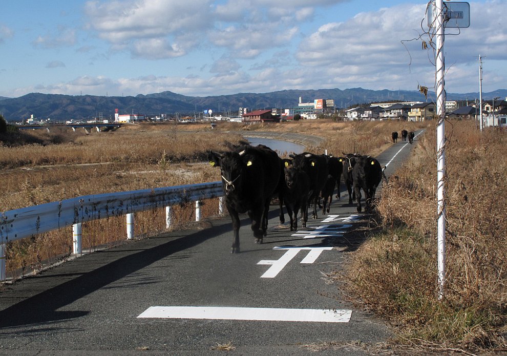 Спасение домашних животных из зоны отчуждения вокруг АЭС «Фукусима-1»