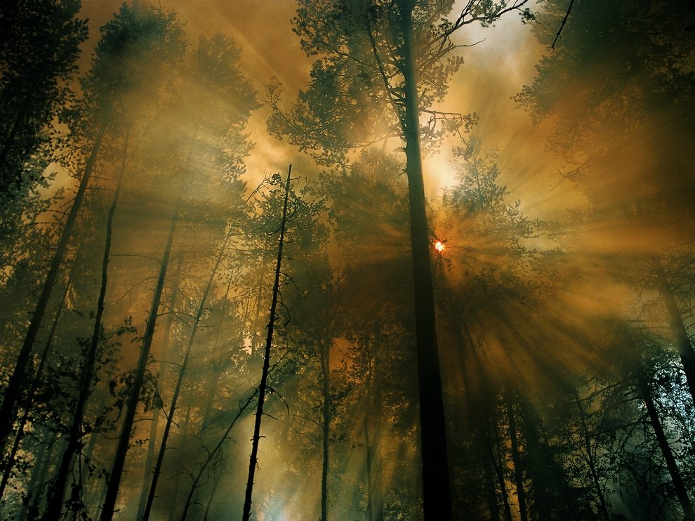 Лесной пожар в Сибири