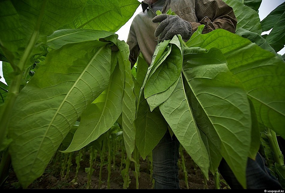 Как это делается: выращивание табака