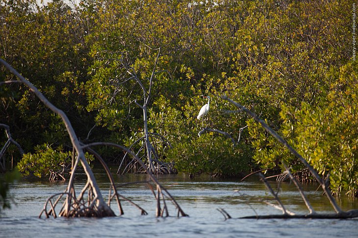 Куба: подводный мир в мангровых зарослях