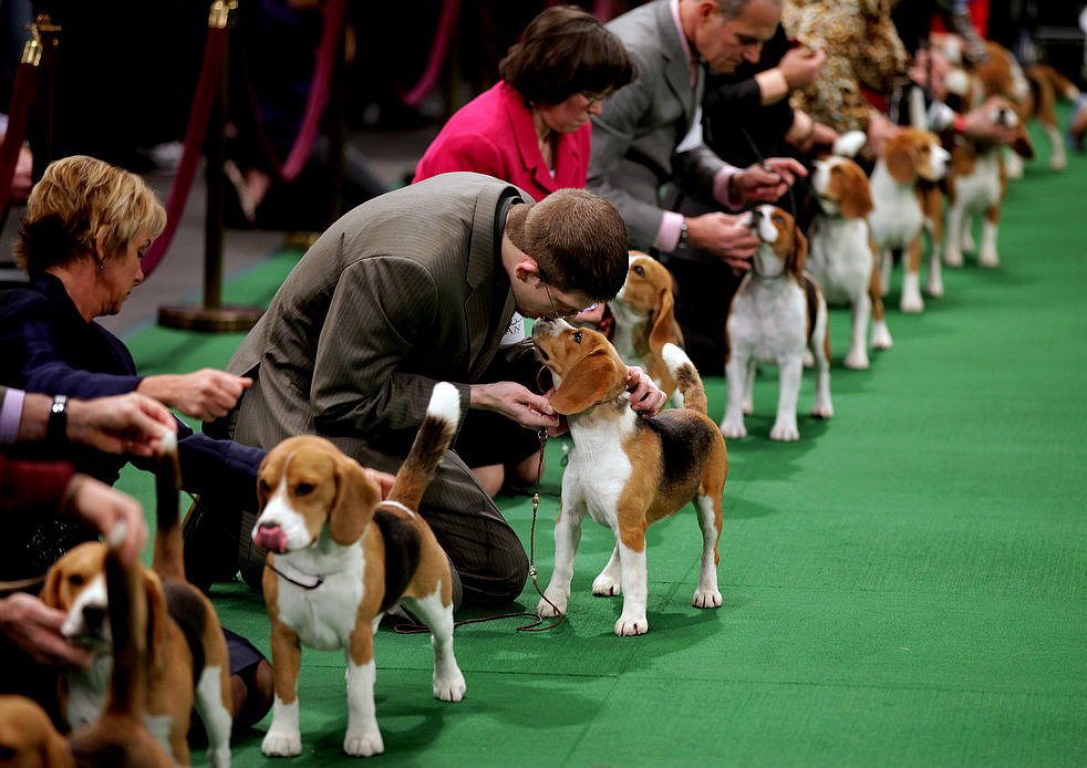 Выставка собак Westminster Kennel Club 2012
