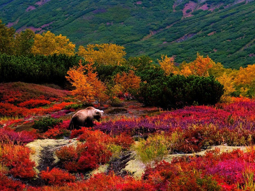 Бурый медведь, Камчатка