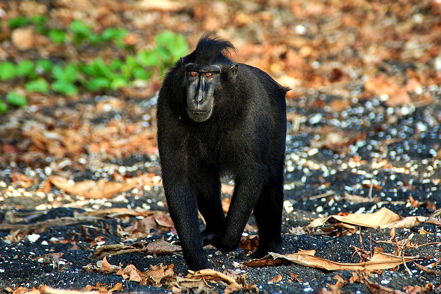 Животные национального парка Тангкоко в Индонезии