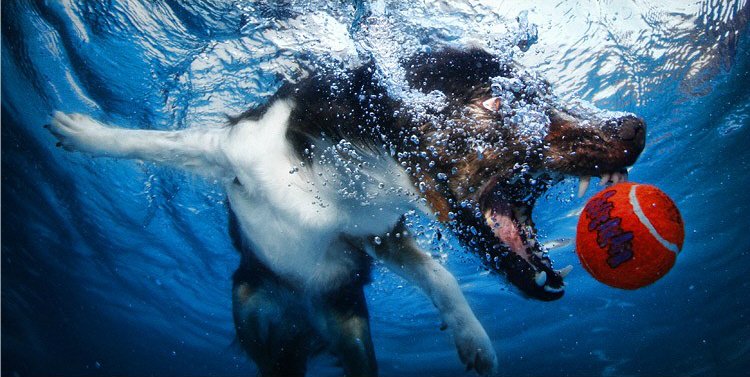 Удивительные подводные собаки