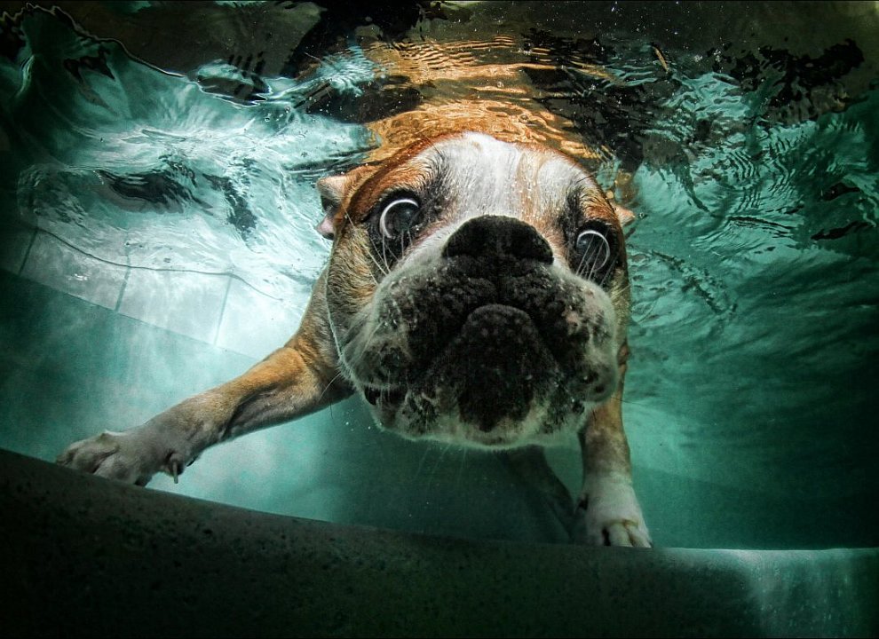 Удивительные подводные собаки